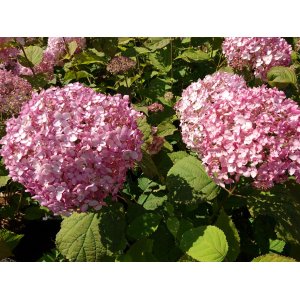Hortenzia stromčekovitá (Hydrangea arborescens) ´CANDYBELLE® BUBBLEGUM´ - výška 30-50 cm, kont. C3L